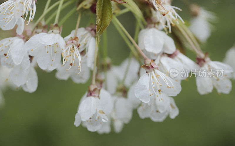 野樱桃(Prunus avium)花